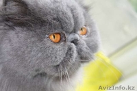 Продам котят экзотов  - Изображение #5, Объявление #948540