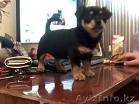 МИЛЫЙ ЩЕНОК В ДОБРЫЕ РУКИ! - Изображение #1, Объявление #963037