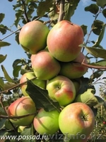 Яблоки зимние( Синап орловский и северный) - Изображение #1, Объявление #955296