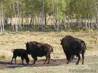 Отдых в горном отеле Тас булак. - Изображение #8, Объявление #1013175