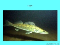  Кадиша 87052494703 - Изображение #1, Объявление #1048851