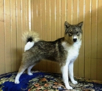 Продается западно-сибирская лайка - Изображение #1, Объявление #1092460