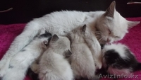 Пристраивается кошка и 4 котенка - Изображение #2, Объявление #1134381