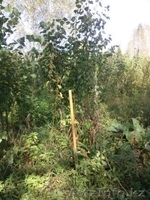 Саженцы ЛИПЫ с комом - Изображение #1, Объявление #1149028