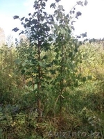 Саженцы ЛИПЫ с комом - Изображение #2, Объявление #1149028