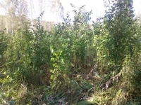 Саженцы ЛИПЫ с комом - Изображение #3, Объявление #1149028