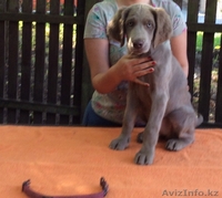 Длинношерстные Веймаранеры  - Изображение #3, Объявление #1146217