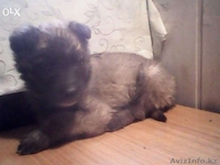 Щеночек ищет себе хозяев! - Изображение #3, Объявление #1164123