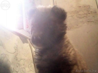 Щеночек ищет себе хозяев! - Изображение #5, Объявление #1164123