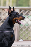 Щенки добермана от титулованных родителей - Изображение #1, Объявление #1176235