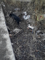 Дарю щенят и пару собак повзрослее. Симпотичные смеси известных пород. - Изображение #2, Объявление #1172506