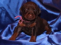 Щенки добермана от титулованных родителей - Изображение #3, Объявление #1176235