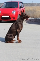 Щенки добермана от титулованных родителей - Изображение #2, Объявление #1176235