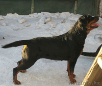 Элитные щенки ротвейлера от питомника Stepnye Kasatki - Изображение #5, Объявление #1201197