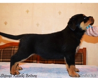 Элитные щенки ротвейлера от питомника Stepnye Kasatki - Изображение #1, Объявление #1201197