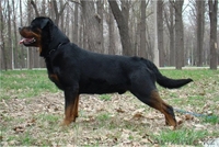 Элитные щенки ротвейлера от питомника Stepnye Kasatki - Изображение #3, Объявление #1201197