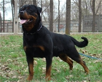 Элитные щенки ротвейлера от питомника Stepnye Kasatki - Изображение #2, Объявление #1201197