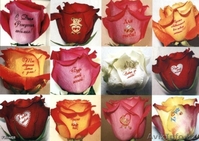 "Цветочный ветер" - Изображение #4, Объявление #1223686