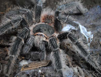 Продаю малышей L2-4 пауков птицеедов вида Brachypelma albopilosum  - Изображение #3, Объявление #1244935