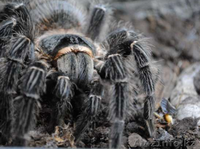 Пауки-птицееды вида Lasiodora parahybana подростки L 10-13  - Изображение #1, Объявление #1244928