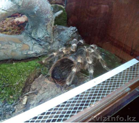 Продаю подростков L 7-9 пауков птицеедов вида Acanthoscurria genicula  - Изображение #2, Объявление #1244931