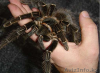 Продаю пауков птицеедов вида Lasiodora parahybana  - Изображение #1, Объявление #1244922