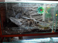 Продаю пауков птицеедов вида Lasiodora parahybana  - Изображение #2, Объявление #1244922