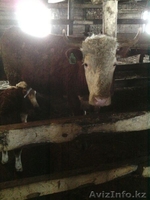 Коровы , быки  с родословной - Изображение #1, Объявление #1243989