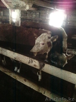 Коровы , быки  с родословной - Изображение #2, Объявление #1243989