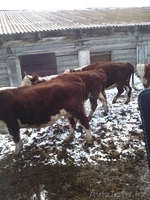 Коровы , быки  с родословной - Изображение #5, Объявление #1243989