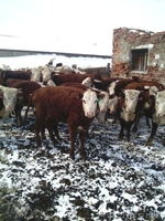 Коровы , быки  с родословной - Изображение #6, Объявление #1243989