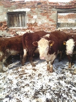 Коровы , быки  с родословной - Изображение #9, Объявление #1243989
