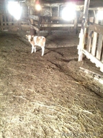 Коровы , быки  с родословной - Изображение #10, Объявление #1243989