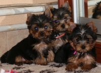 очаровательный йоркширского терьера - Изображение #2, Объявление #1300863