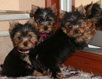 очаровательный йоркширского терьера - Изображение #1, Объявление #1300863