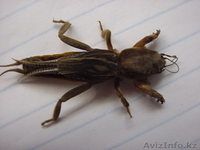 медведки двух видов для лечения туберкулеза - Изображение #1, Объявление #1336344
