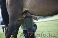 кумыс свежий продаю,Вкусный и полезный - Изображение #2, Объявление #1374676