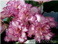 Фуксии, бальзамины, фиалки - Изображение #3, Объявление #1454864