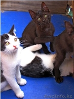 Ищем дом для маленьких озорных котят  - Изображение #8, Объявление #1445485