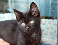 Ищем дом для маленьких озорных котят  - Изображение #2, Объявление #1445485