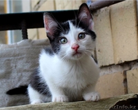 Ищем дом для маленьких озорных котят  - Изображение #4, Объявление #1445485
