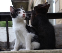 Ищем дом для маленьких озорных котят  - Изображение #6, Объявление #1445485