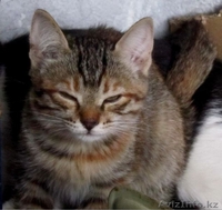 Ищем дом для маленьких озорных котят  - Изображение #3, Объявление #1445485