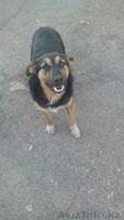 Пропал пес на жби - Изображение #2, Объявление #1472099