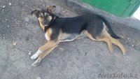 Пропал пес на жби - Изображение #3, Объявление #1472099