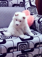 щенок самоедской собаки - Изображение #2, Объявление #1492997