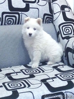 щенок самоедской собаки - Изображение #1, Объявление #1492997
