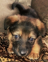 Продам алиментного щенка ВЕО. Возможна скидка - Изображение #2, Объявление #1502797