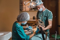 Стоматологическая клиника "Эталон Стом" - Изображение #3, Объявление #1496721