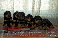 Продам Щенки Ротвейлера - Изображение #1, Объявление #1548899